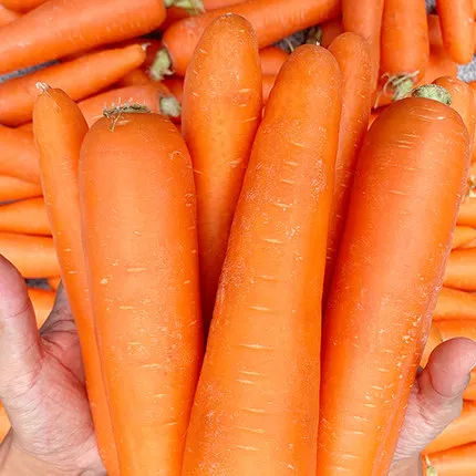 
Chinese new crop fresh carrot carrot supplier 