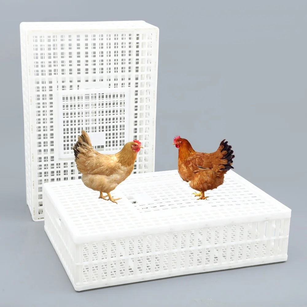Good design nice appearance 900*600*230 mm sturdy plastic live bird shipping box / pigeons carrier crate