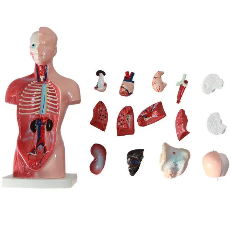 45cm Plastic Simulation Human Anatomy Unisex Torso Model
