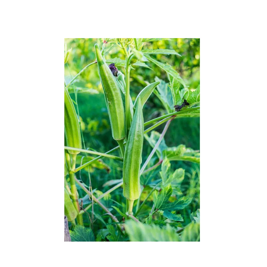 Factory Direct Sales No Preservatives Frozen Organic Okra Dry Chopped Okra