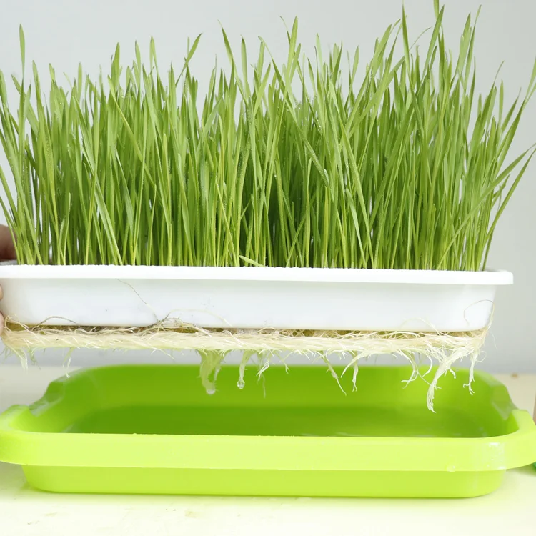 Sprouting Tray  Hydroponic Planting  Seedling Soilless Cultivation Germination Tray