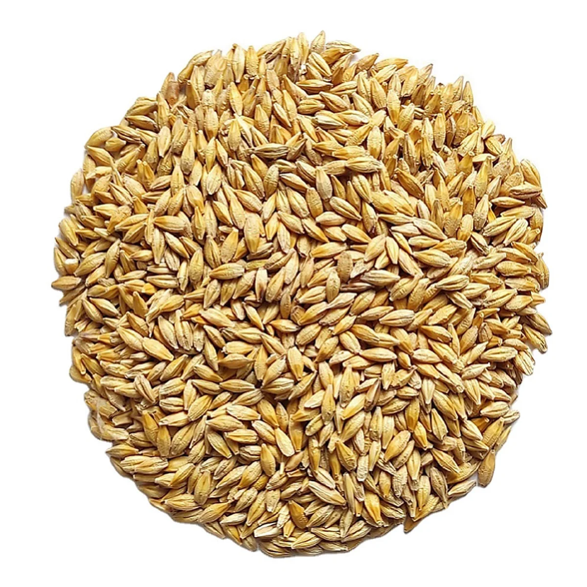 Animal feed barley grain from Kazakhstan high quality wholesale prices