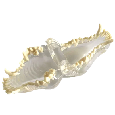 Anatomic Diseased Jaw Canine Dog Teeth Model
