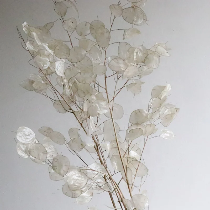 Natural Dry Flower Bouquet Wholesale Preserved Decorative Real Dried Flowers Lunaria Annua