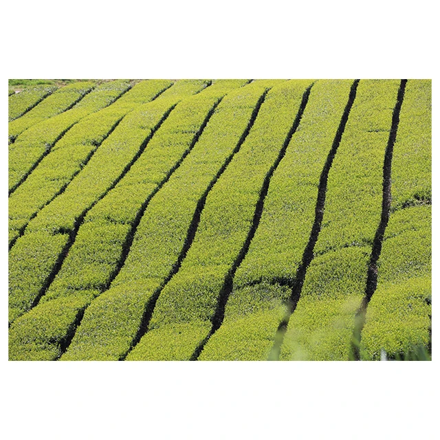 
Japanese favorable price economic pleasant bagged organic fresh black tea 
