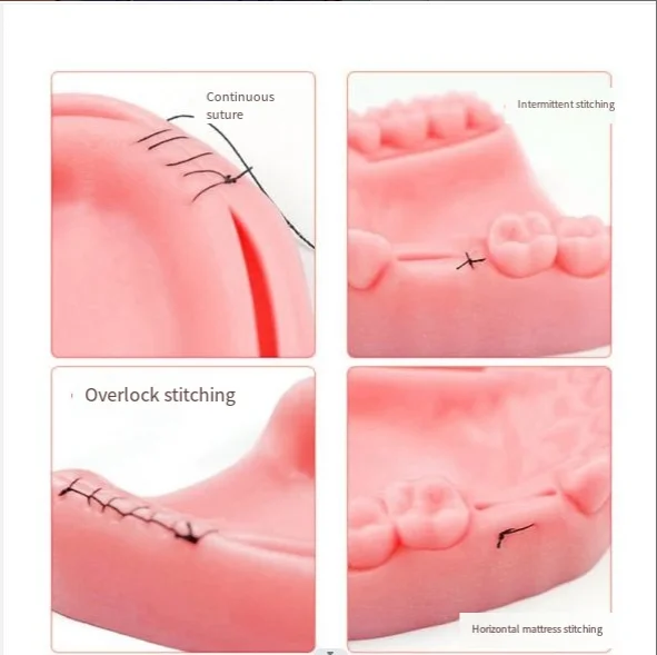 Dental Module Suture Training Kit Simulated Oral Suture Model for Dental Medical Training Tooth and Gingival Suture Practice Pad