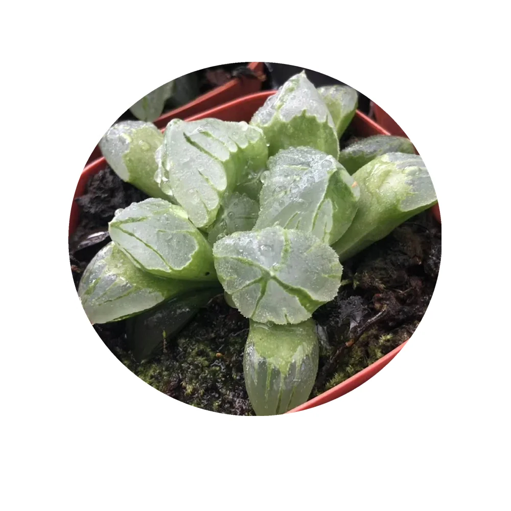H165 haworthia Atropha «Ледяной город» Редкие суккуленты живое растение 3,5 горшок бонсай комнатное растение эферия, кактус