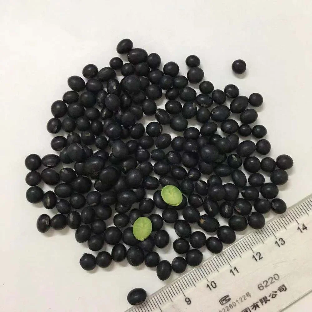 New crop soy bean dry bean black bean with green kernel