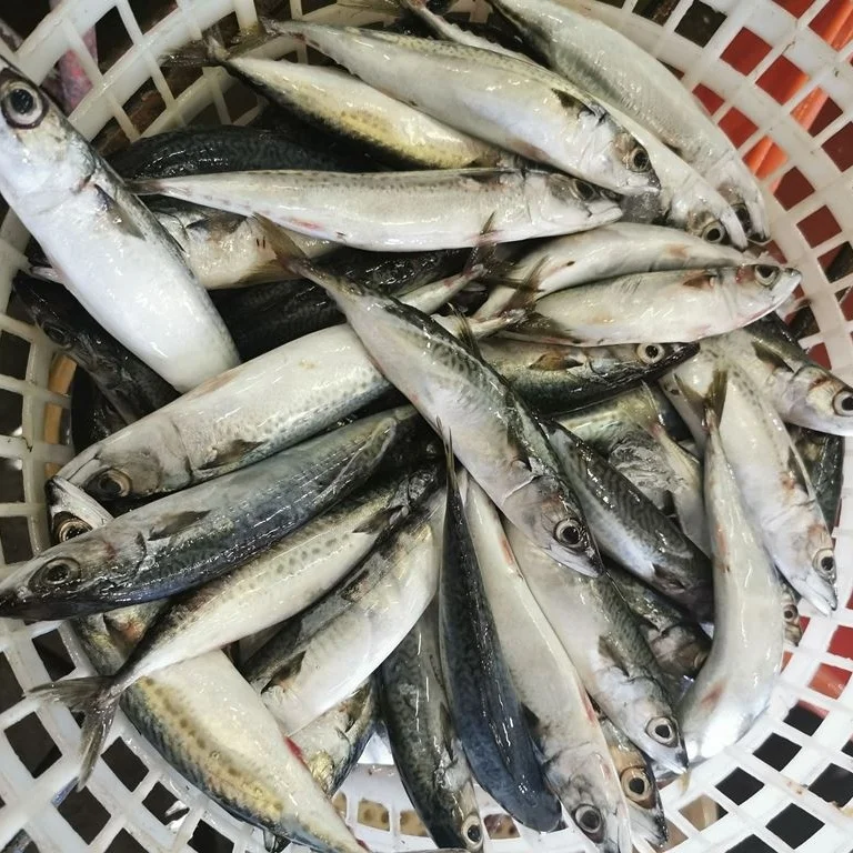 New Fresh High Quality Season Seafood Sea Frozen Pacific Mackerel Bqf Whole Wr Fish Size 300-400G For Wholesale Supplied