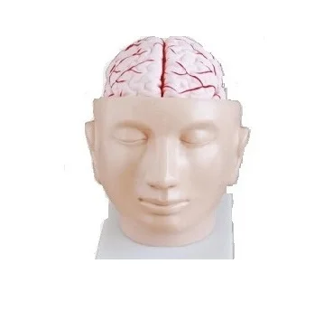 ADA-A1063 пластиковая ПВХ анатомическая модель головы с образцом скелета артерий для обучения медсестер в области медицины