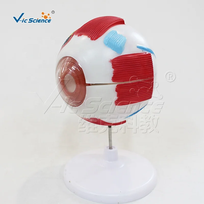 Anatomical Model of Eyeball Anatomy Model Medical Model for Teaching Human Anatomy Science