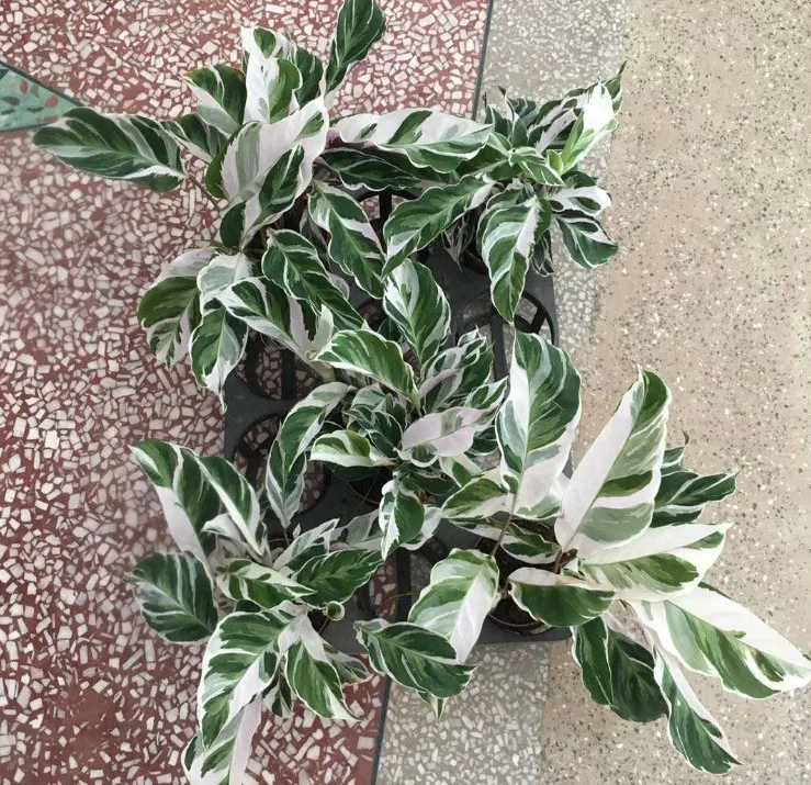 Оптовая продажа белое комнатное Горшечное зеленое растение Calathea Fusion для детской