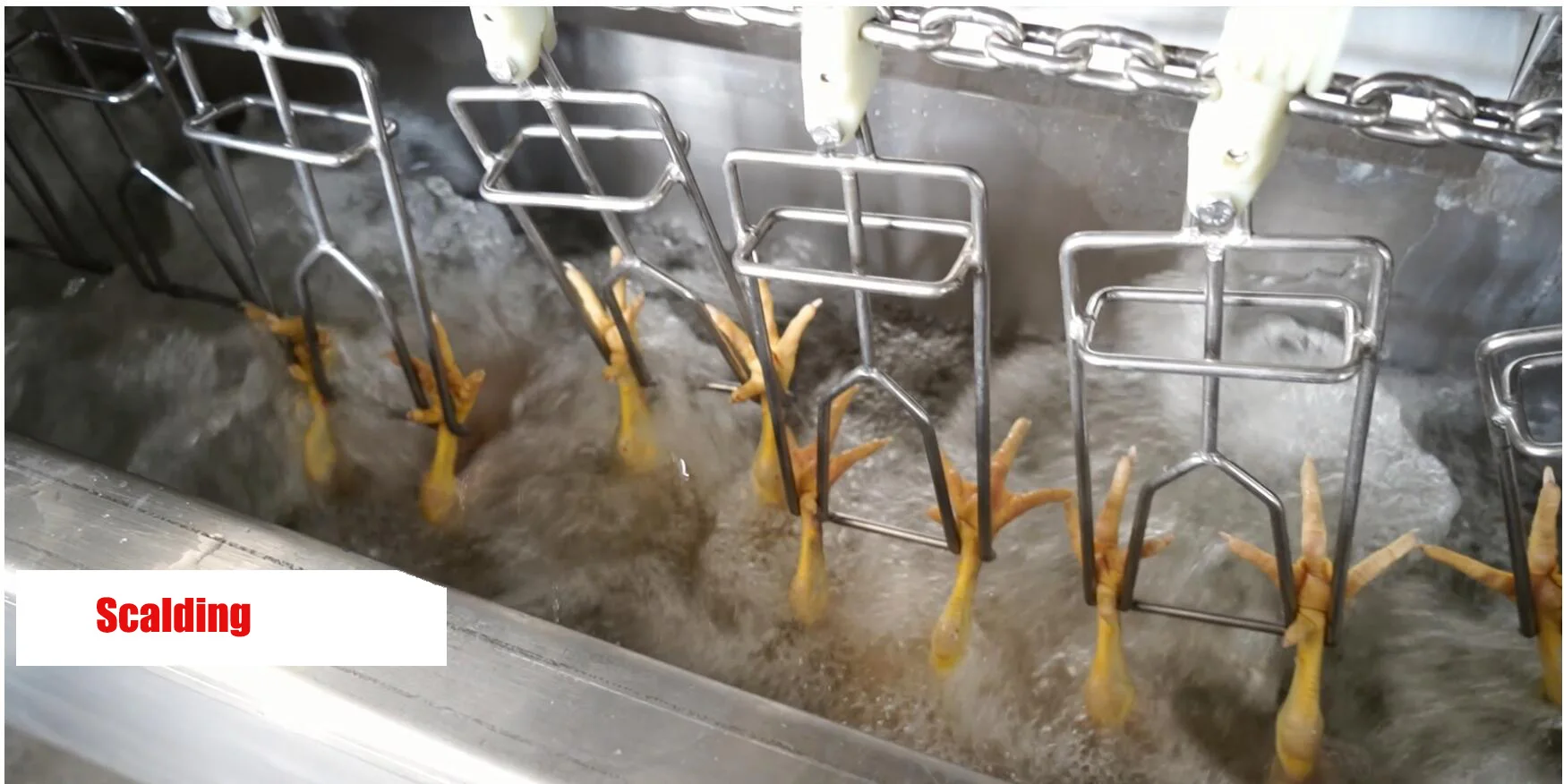 Africa Muslim halal chicken feather poultry plucker butcher chicken machine  Abattoir chicken broiler slaughter equipment