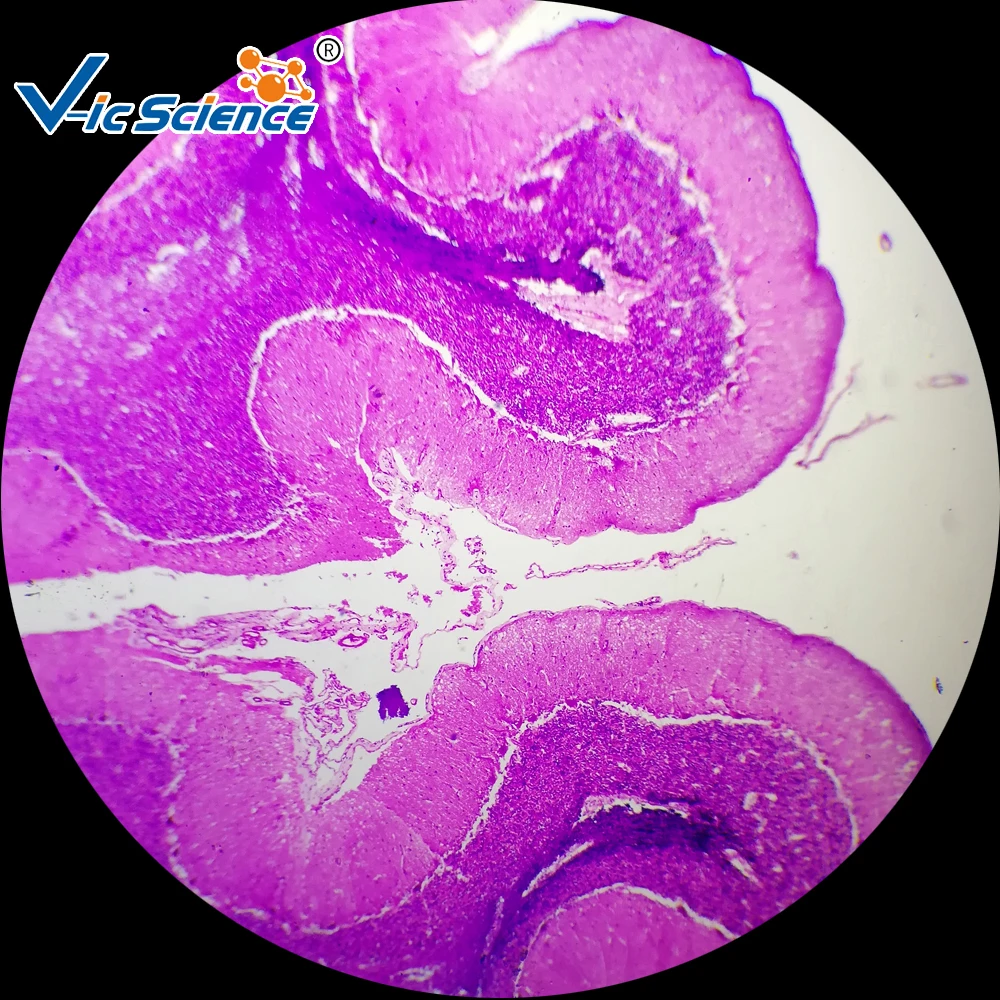 human histology microscope prepared teaching slides(100kinds) histology slide