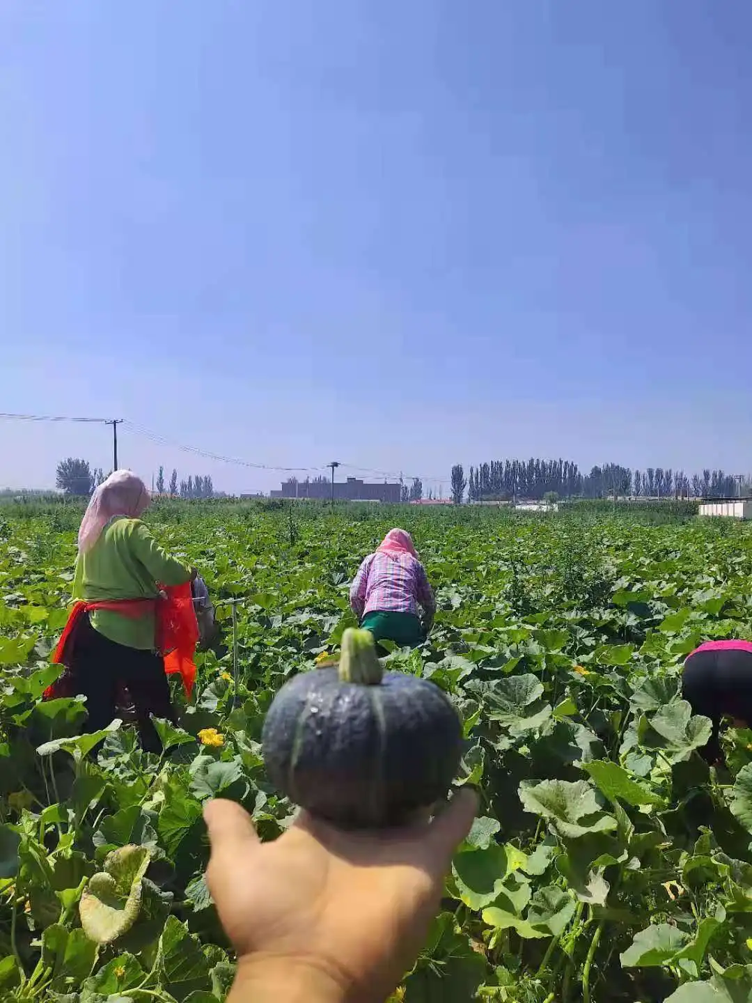 fresh pumpkin vegetables China green mini pumpkin  green organic vegetables