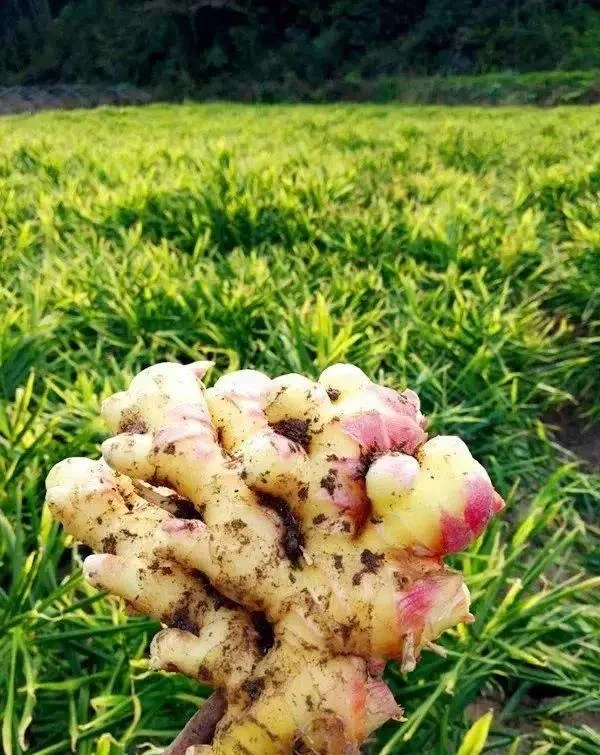 
Cheap Price Agriculture Processing Mature Crops Natural Vegetables Variegated Fresh Ginger 
