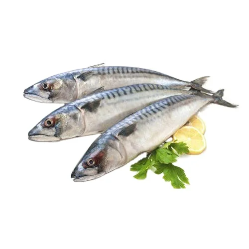 High quality price whole round size 500-600g/pcs frozen pacific mackerel fish