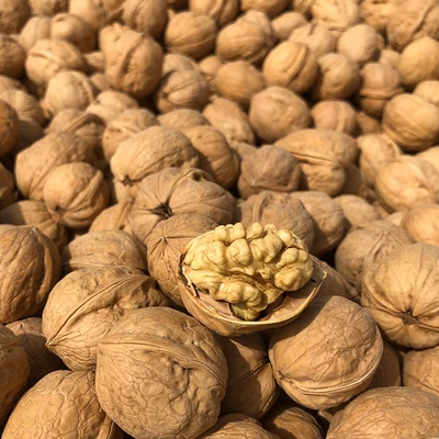 nuez factory supply xinjiang dry fruit raw walnut paper shell