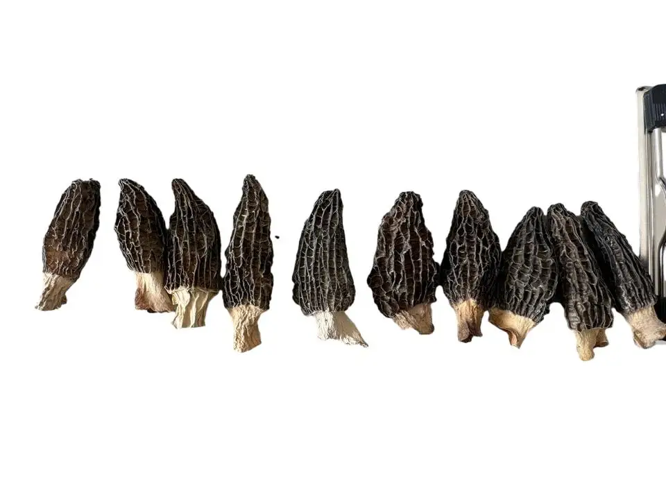 Premium Chinese morel mushrooms, base straight hair, wholesale mushrooms & truffles