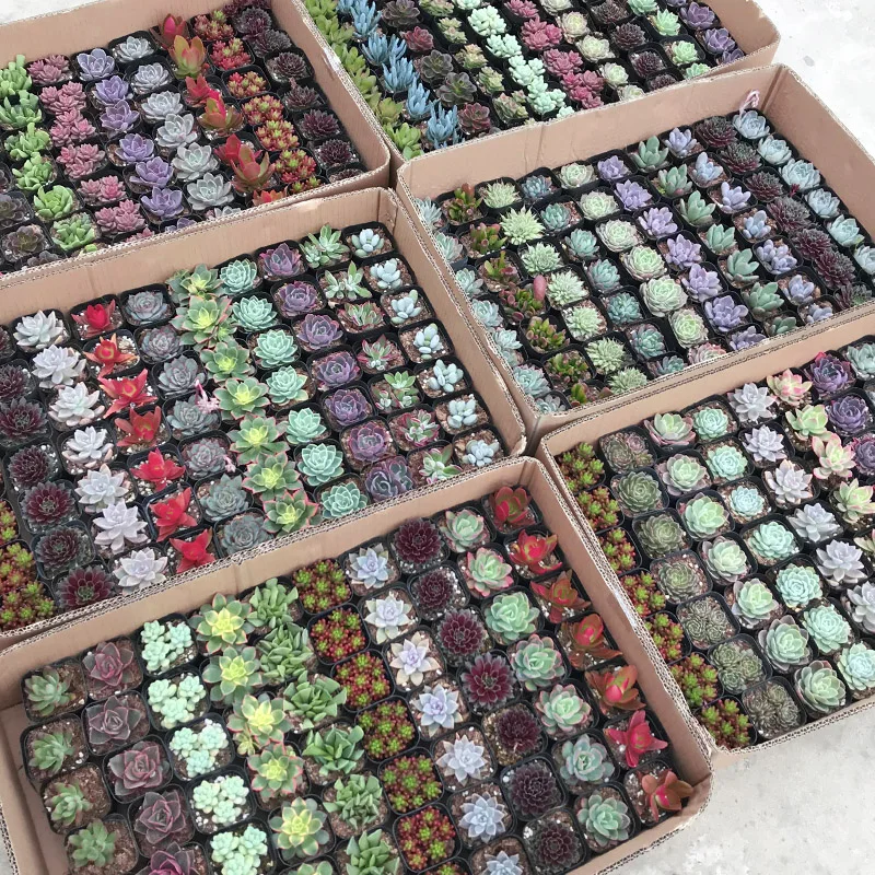 
Hot sale colour Succulent plant Fresh plants Shipment succulent plant in pot 60p in a box 