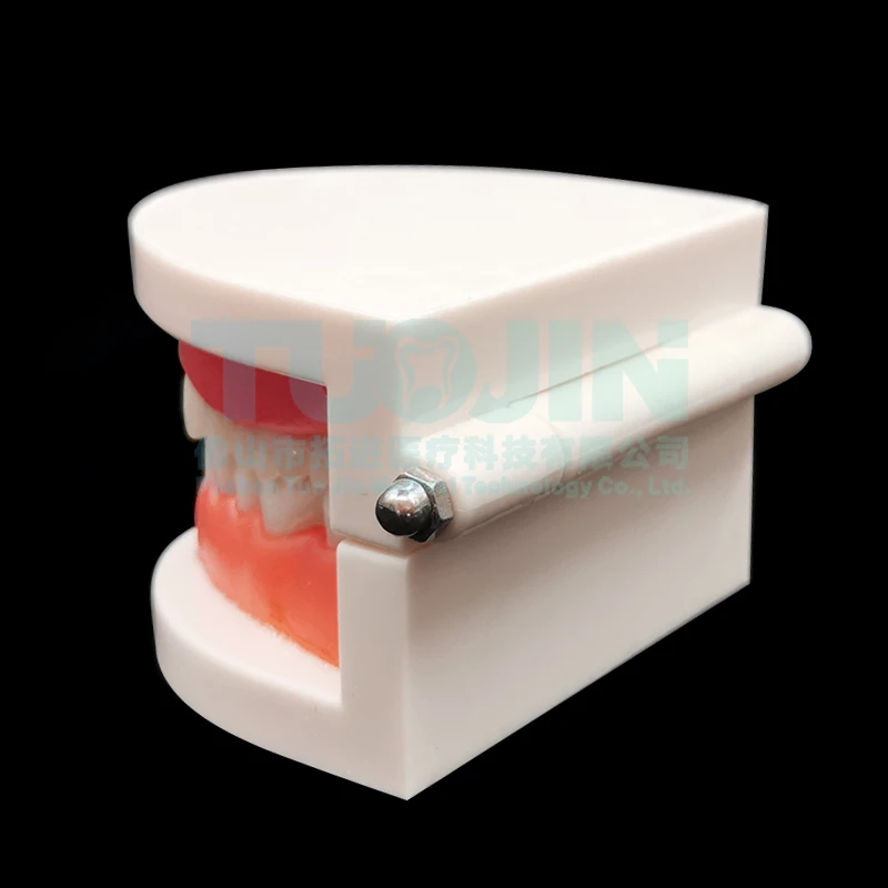 Dental Model Teeth Teaching Model Plastic Teeth Model For Dentist Dental Students Studying Education Display