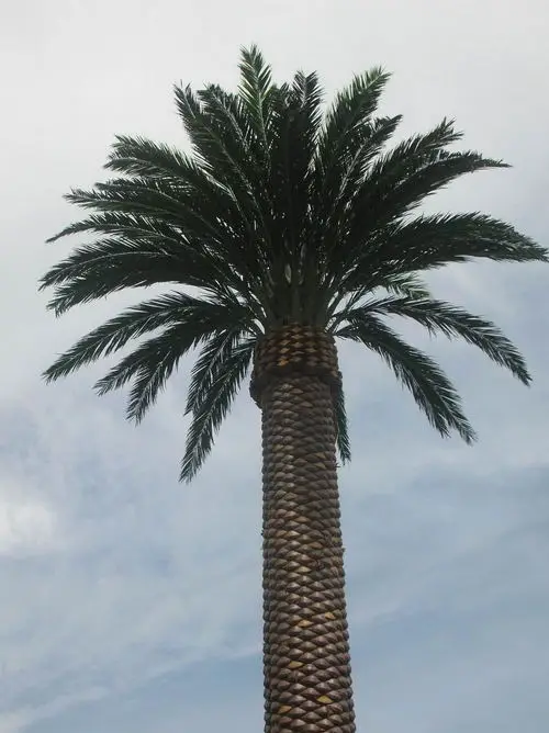 Manufacturer Supply telecommunication tower & accessories Camouflaged Palm Artificial Tree Monopole Tower