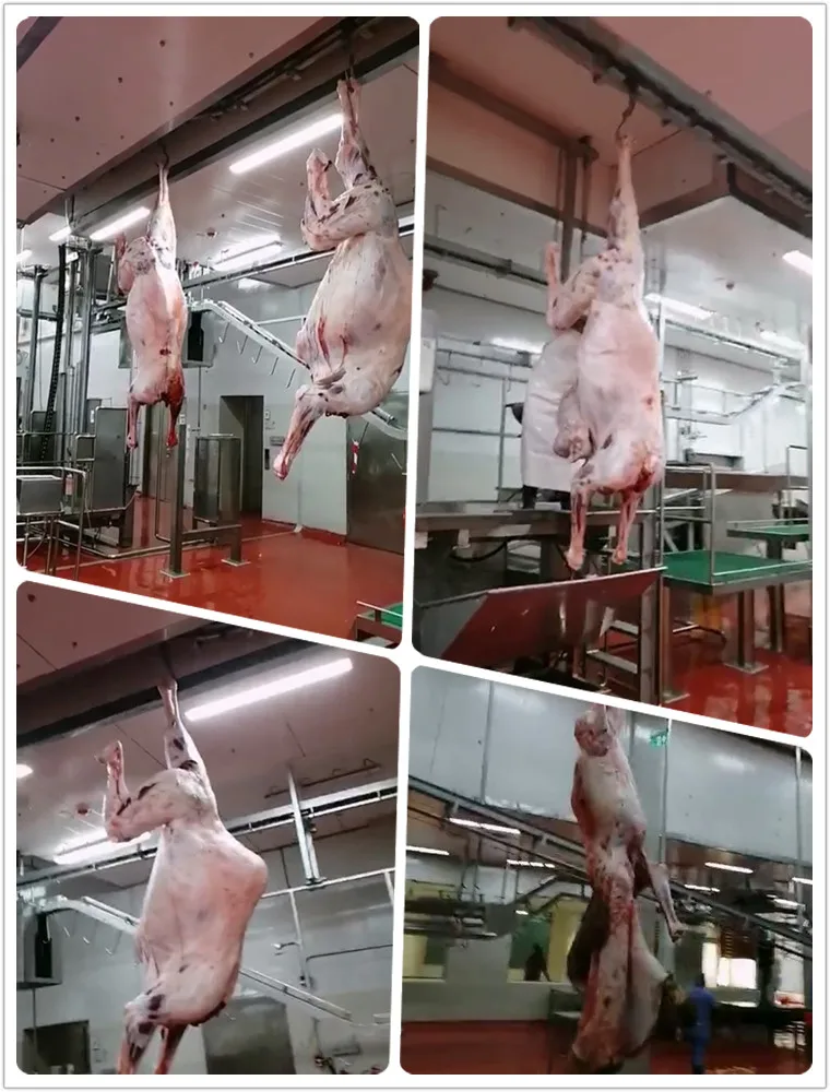 halal_meat_slaughter_process_camel_with_quality_abattoir_machine