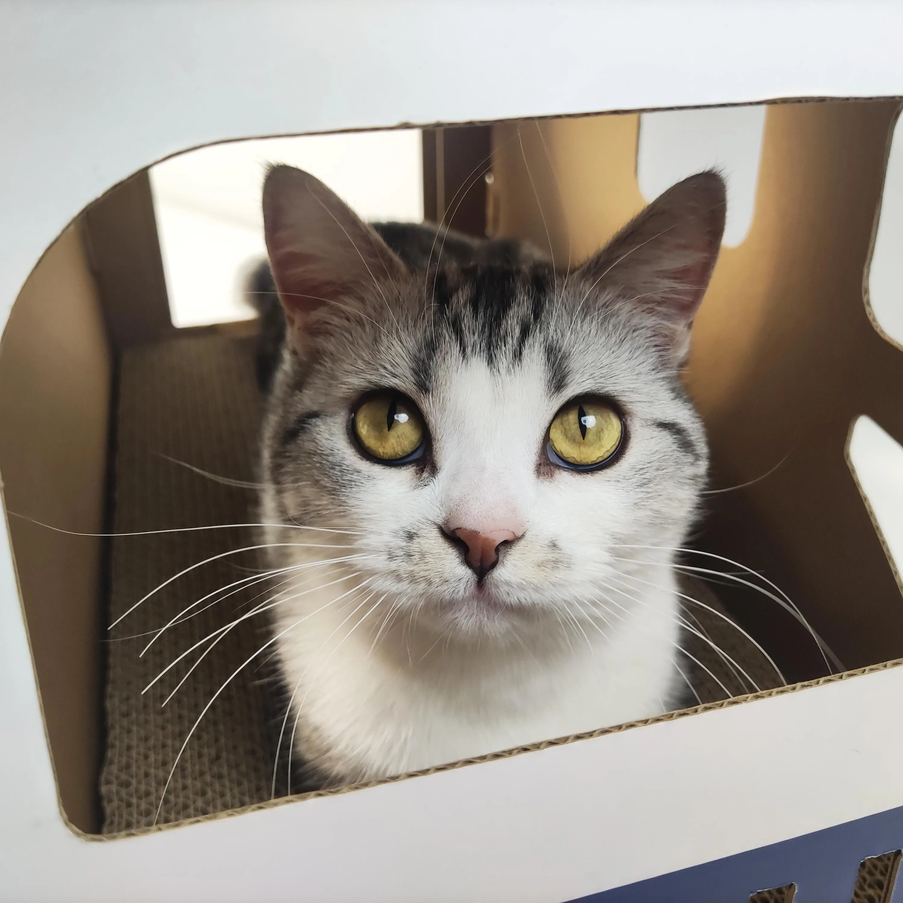 police paper box  modern pet cages  big  bed cardboard cat house stylish