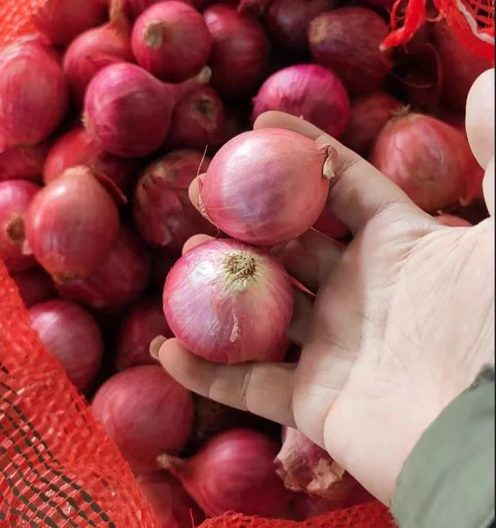 2024 fresh crop onion hybrid seed red yellow 10kg 20kg fresh onion for export