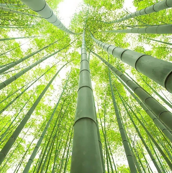 ISO carbon footprint eco friendly moso bamboo for crafts customized for good quality outdoor furniture or shutter window blind