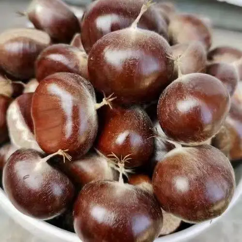 Good Quality Chestnut