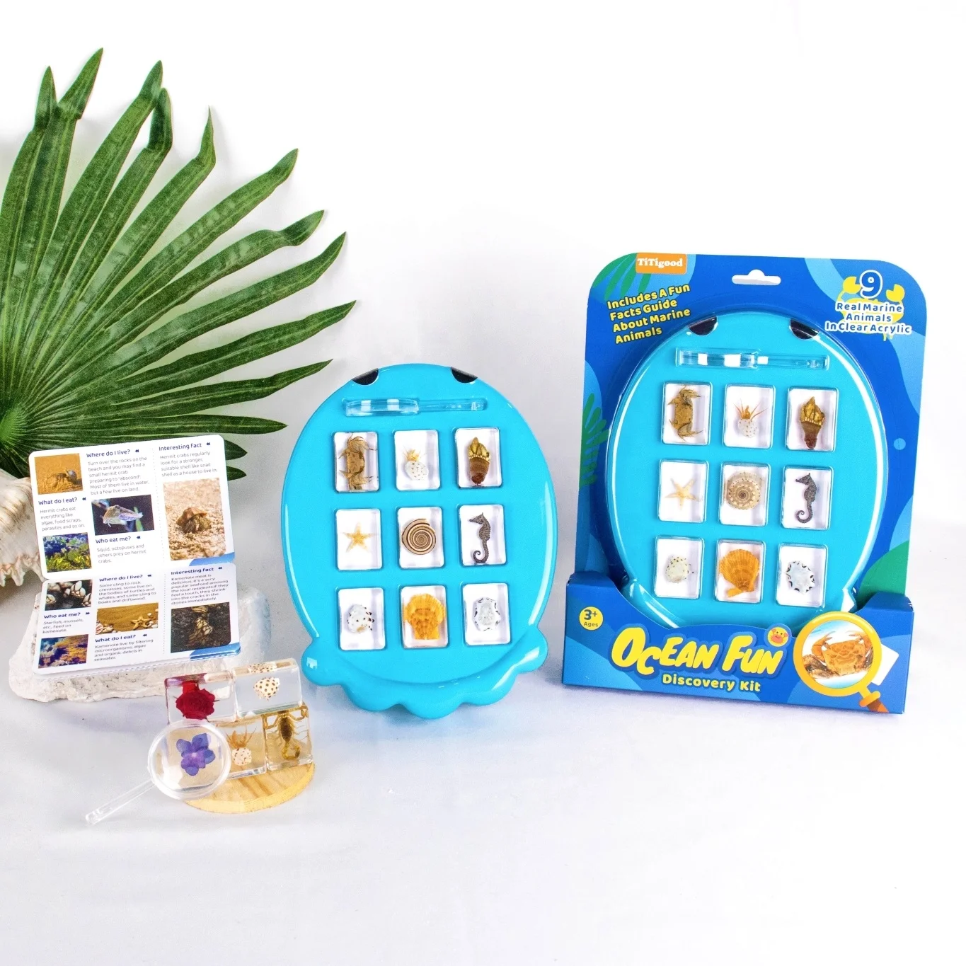 Curiosity Kids Custom Natural Resin Insect Paperweight for School Teaching Resin Craft Insect Specimen Toy Nature Exploration