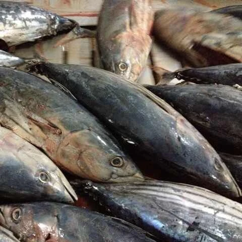 Best price Seafood Frozen Whole Round Bonito Tuna Fish Skipjack