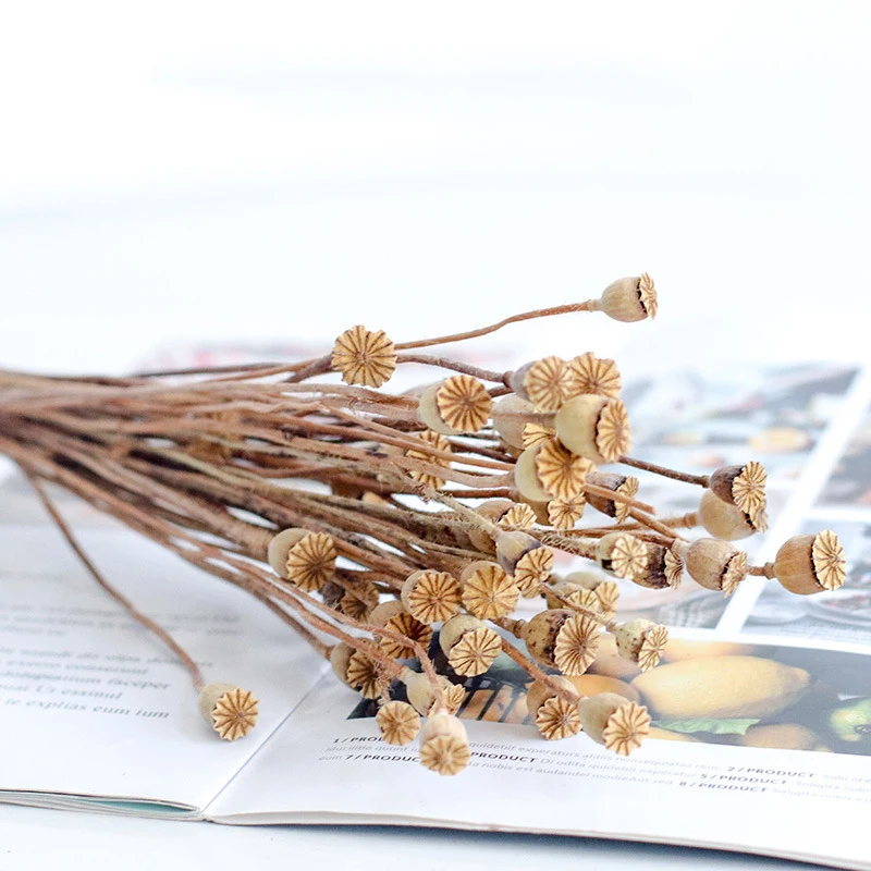 natural wholesale prices dried flowers preserved flowers & plants poppy flower dry original for diy arrangement