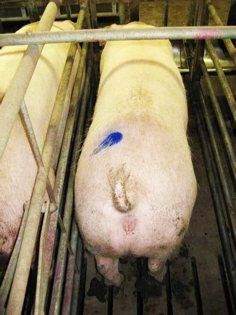 Alcohol based Animal Spray Marking Paint 400ml/500ml