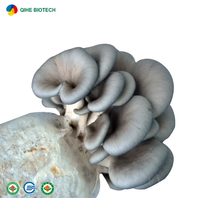 
QIHE oyster mushroom spawn price 