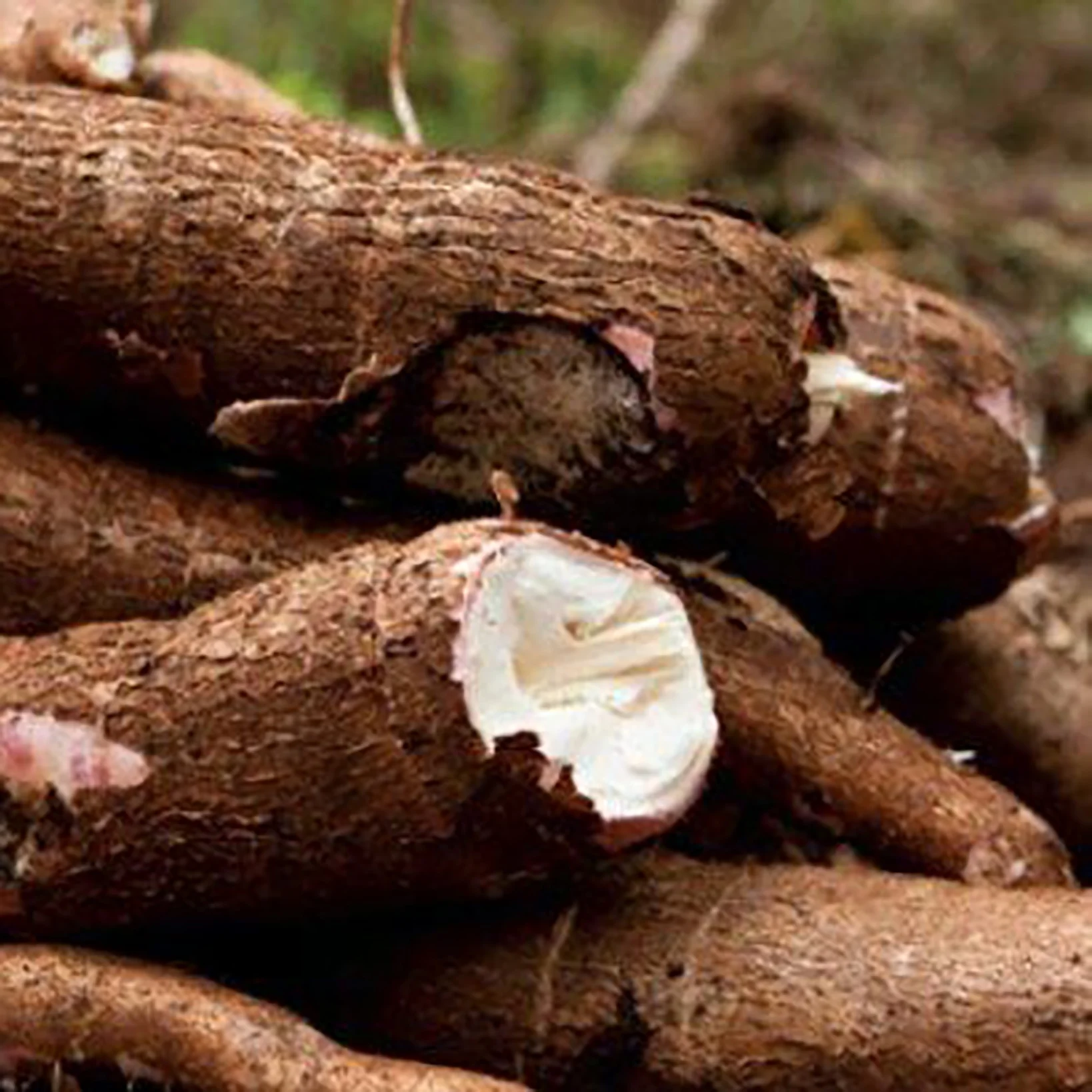 
Hot Selling Fresh Cassava In Large Quantity For Market Sale 