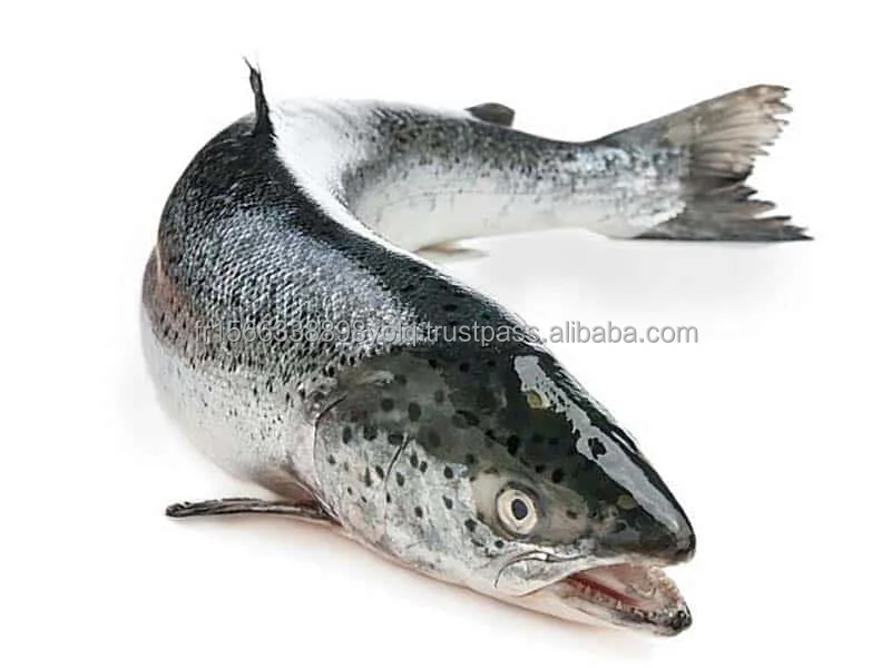 Whole Frozen Salmon Fish For Sale exporter and supplier from South Africa