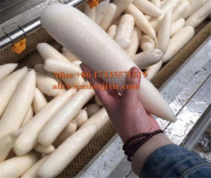 root vegetable skin peeling machine/ carrots hard brush water washing machine