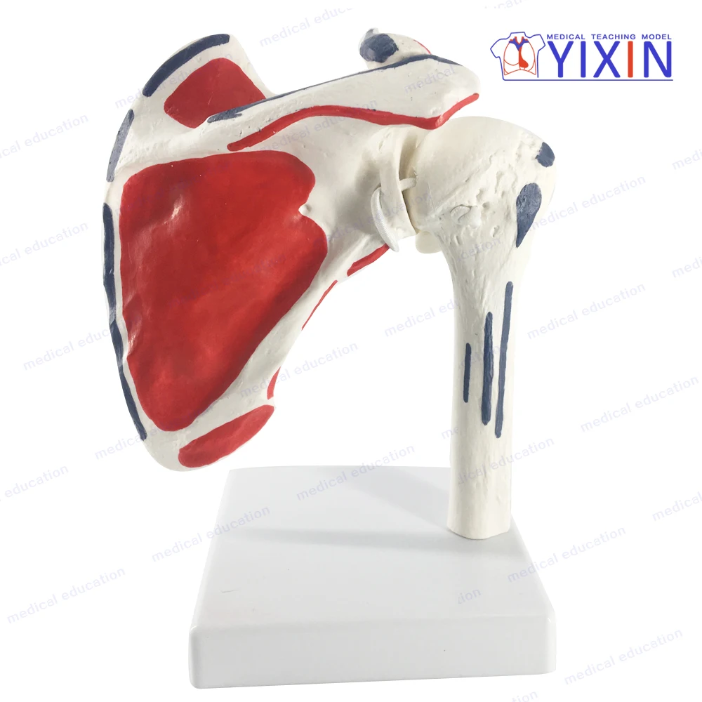 
New Style Human Shoulder Blade Skeleton Model with Area Painted for Medical Teaching 