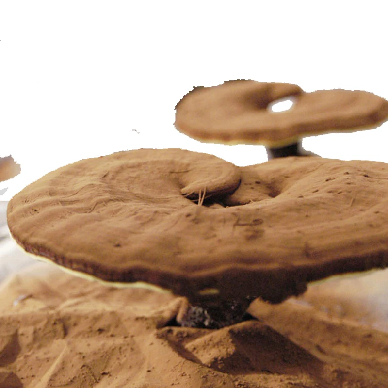 New arrival Broken Ganoderma Lucidum Spore Powder  Reishi cracked spore powder with cracked cell wall lingzhi
