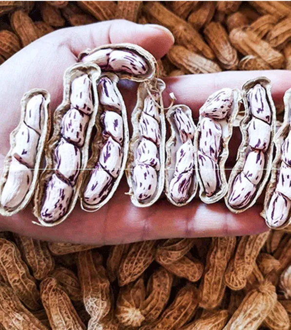 2021 fresh F1 hybrid High yield big colorful peanut seeds/Rich nutrition for planting