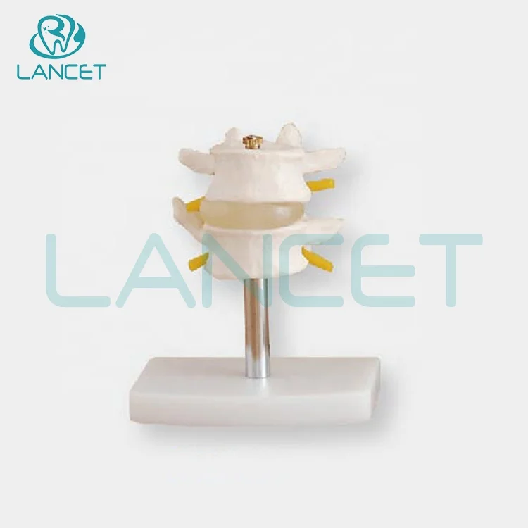 Joint model Medical education Life-Size lumbar vertebral set model human anatomical lumbar retractor set