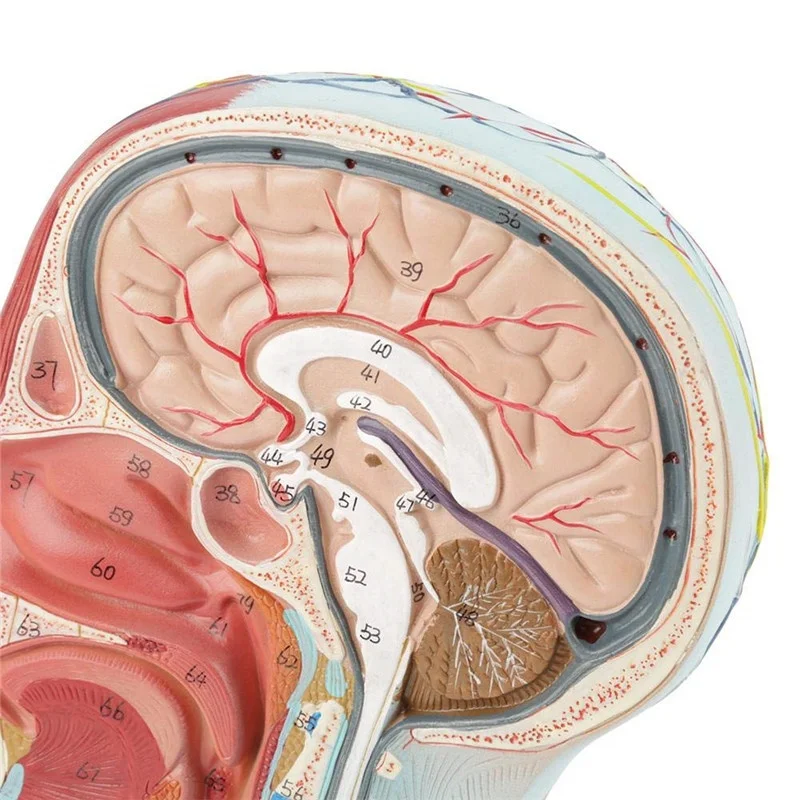 3D brain anatomy model
