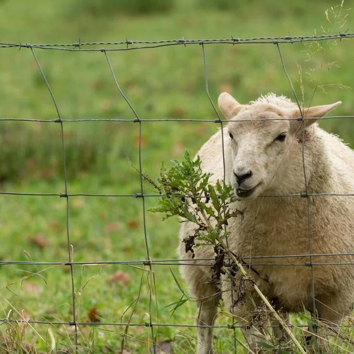 High Tensile Sheep Goat Fencing Filed fence/ farm fencing /farm wire fence