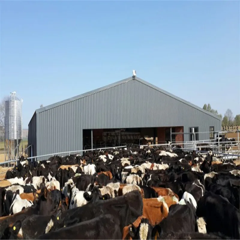 Cow Shed Farm Sheds Prefabricated Steel Structure Building Design Cow Farm Shed