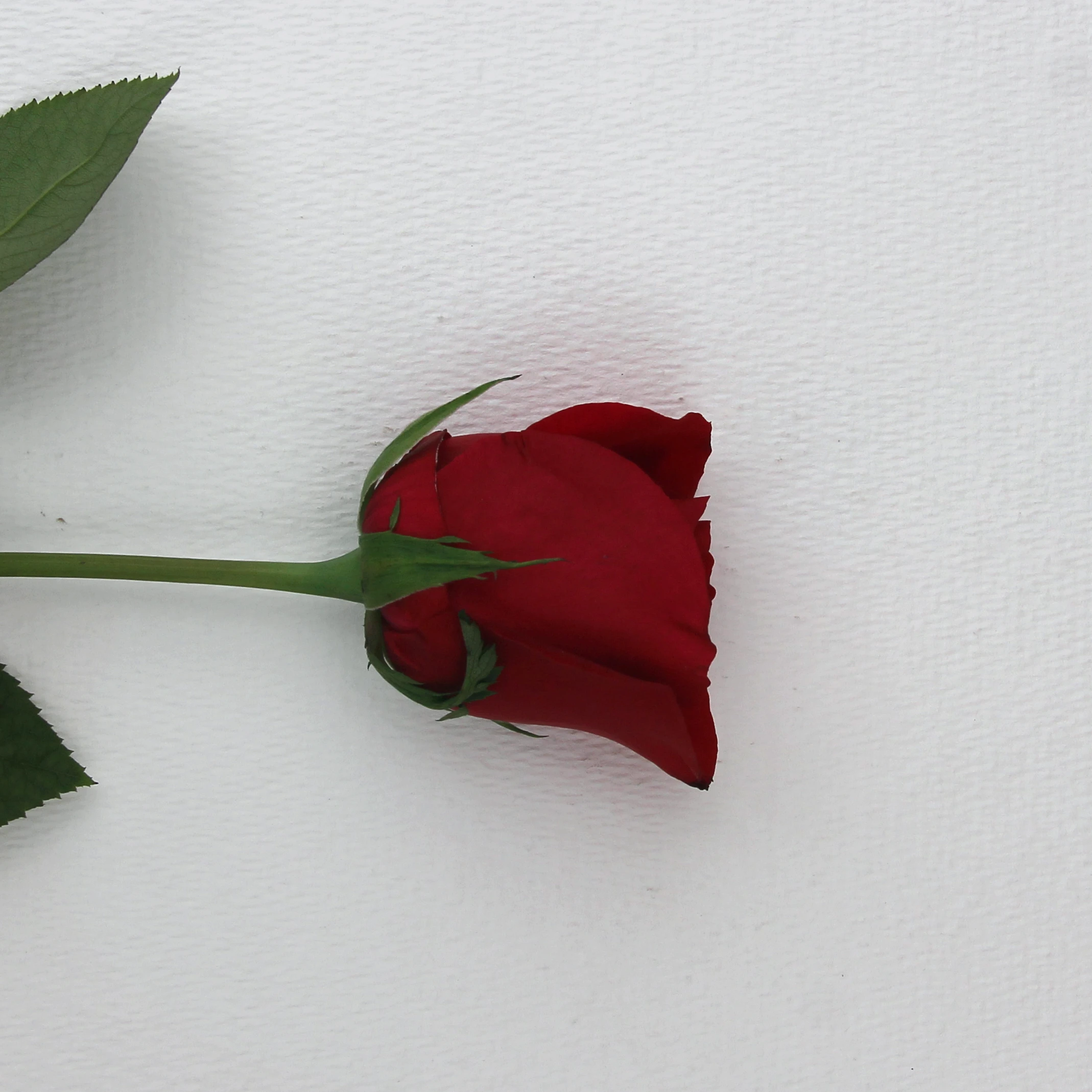 Китай, лучшая оптовая продажа, Отбеленное волокно из бамбуковой целлюлозы, биоразлагаемое волокно из бамбуковой целлюлозы для изготовления бумаги, сырье