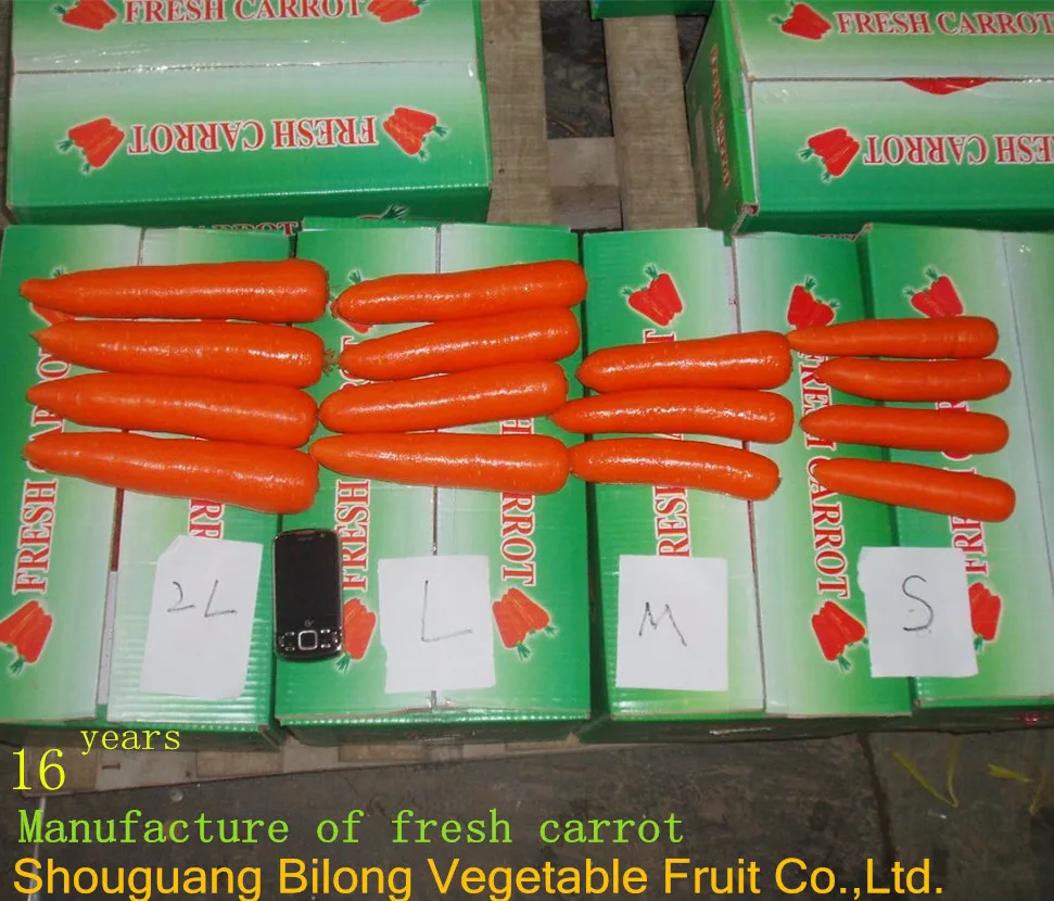 chinese fresh carrot S M L 2L 3L Shandong new crop Qingdao port