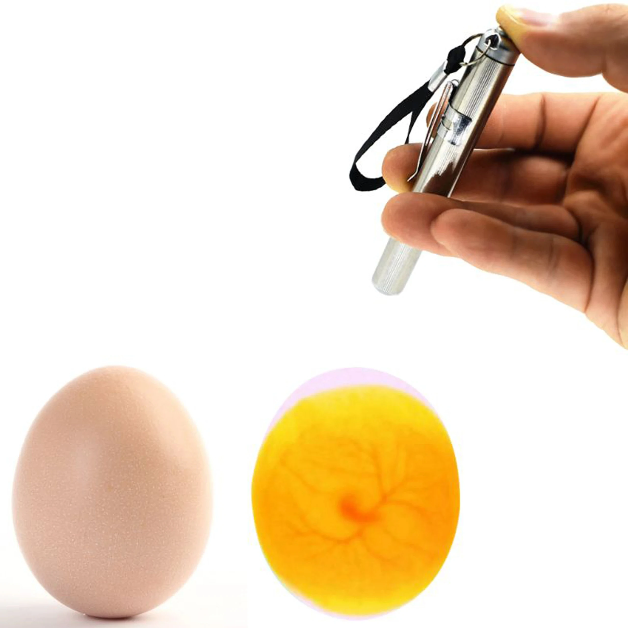 STAINLESS STEEL Incubator Eggtester Egg Candling Lamp LED Super Cold Equipment Incubation Tool