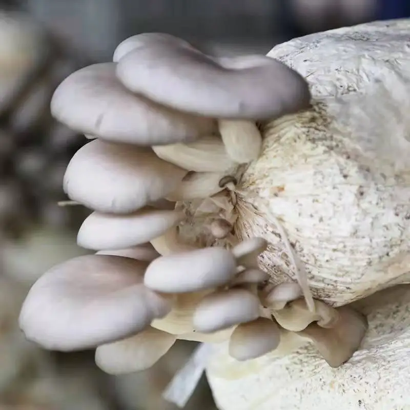 Farm organic fruitwood grey oyster mushroom spawn logs seeds oyster mushroom sticks